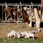 Magnifique A La Campagne Avec Piscine