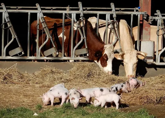 Magnifique A La Campagne Avec Piscine